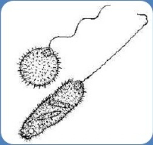 DESCRIPCION GLOBULOS ROJOS