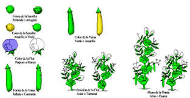 PUBBLICAZIONE DI MENDEL