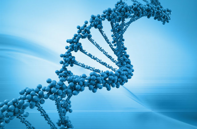 DNA MATERIAL GENETICO