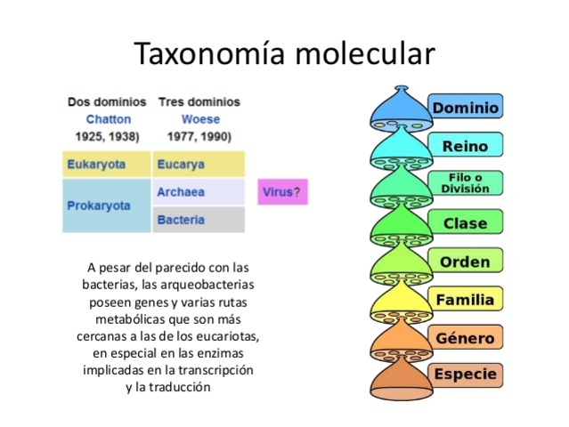 TAXONOMíA MOLECULAR