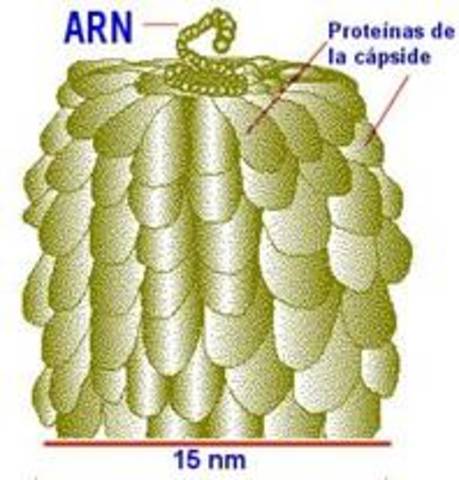 VIRUS DEL MOSAICO DEL TABACO