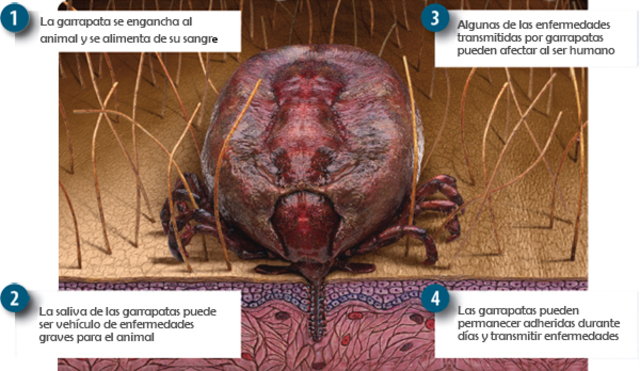 FIEBRE DE LAS MONTAÑAS ROCOSAS