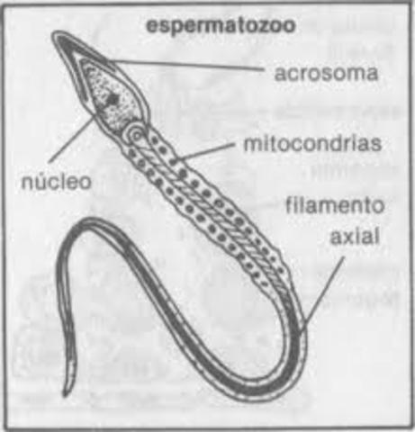 ESPERMATOZOOS