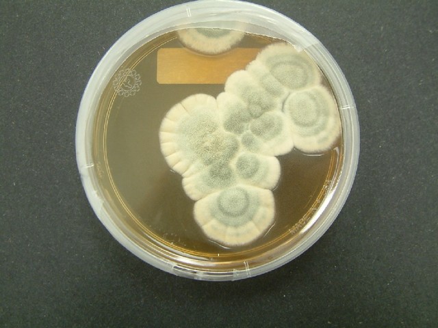PENICILLIUM NOTATUM