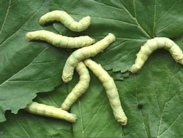 Enfermedad del gusano de seda