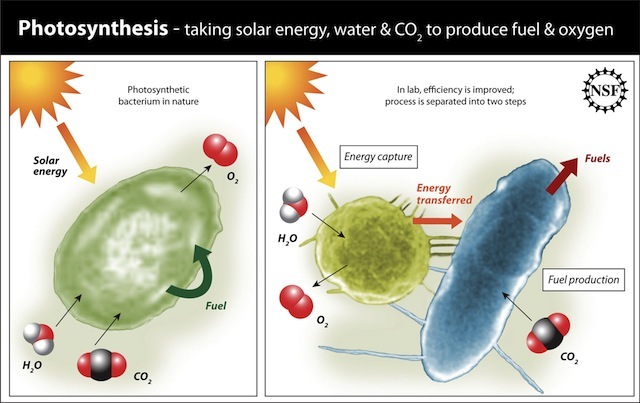 Fotosintesis anoxigenica