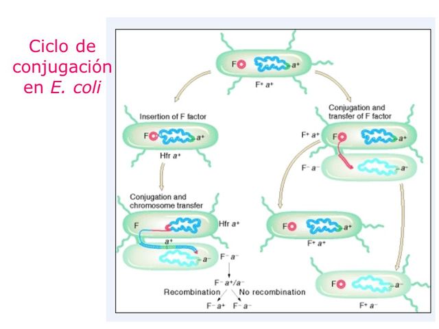 CONJUGACIÓN EN E.COLI
