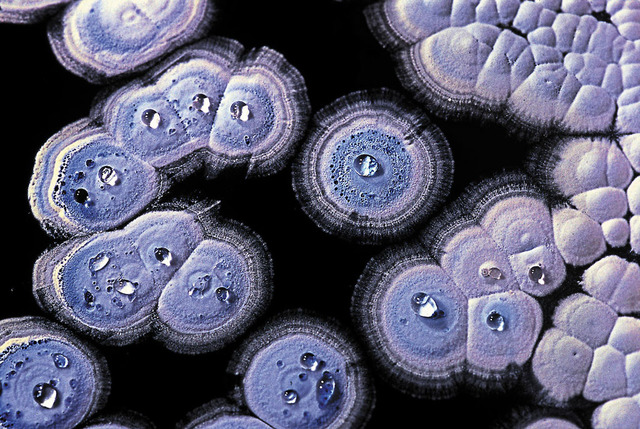 STREPTOMYCES COELICOLOR