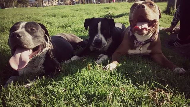 Nacieron los perritos de Maria Fernanda