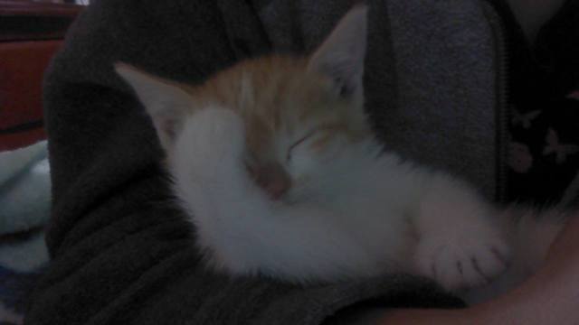 Llego a la casa esta Gatita Luna