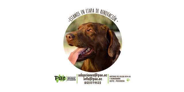 Protección Animal Ecuador PAE