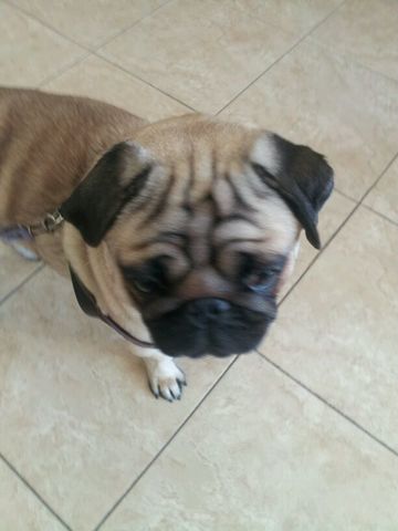 I lost my dog in the park