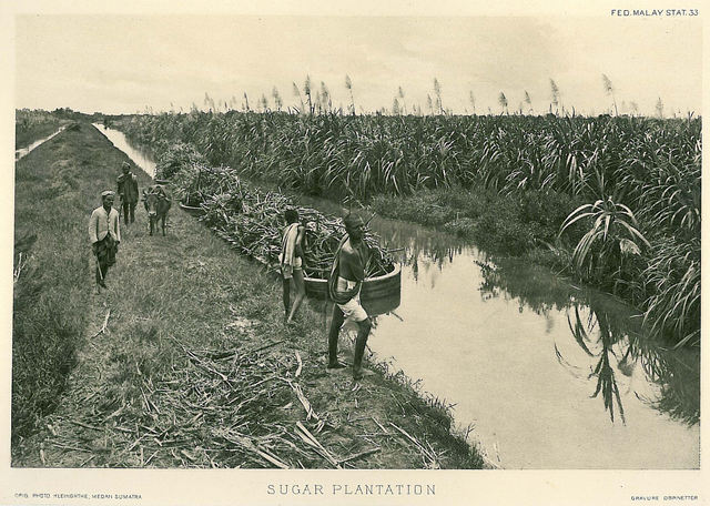 Sugar Plantation