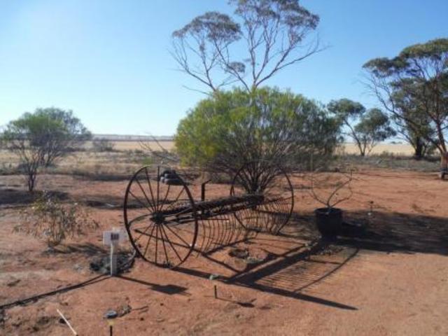 The birth of Irene McCormack