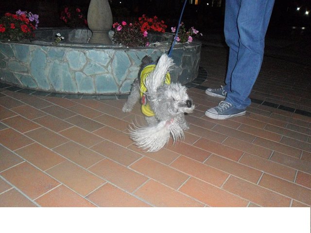 Adopción de mascota