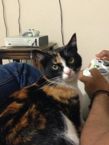 la llegada de demencia