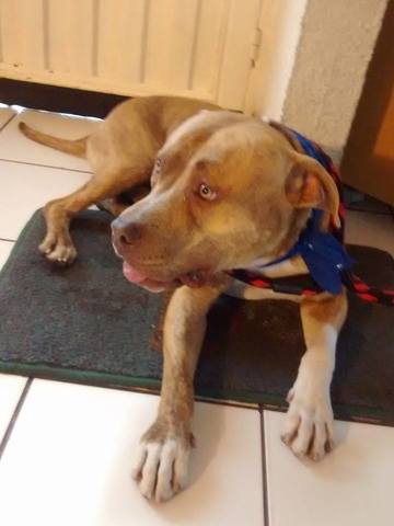 la adopcion de adfre