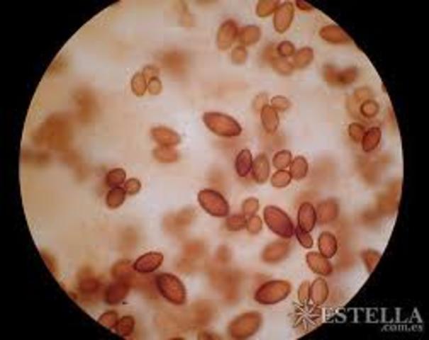 PRIMER METOS DE ESTERILIZACION DE LIQUIDOS QUE CONTIENE ESPORAS DE BACILOS