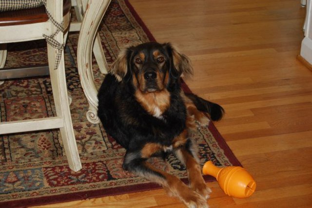 My childhood dog passed away