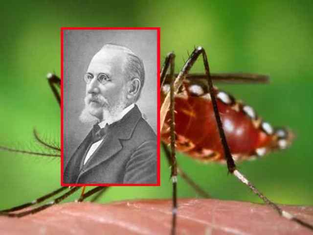 mosquito Aedes que transmite la fiebre amarilla, Carlos Juan Finlay