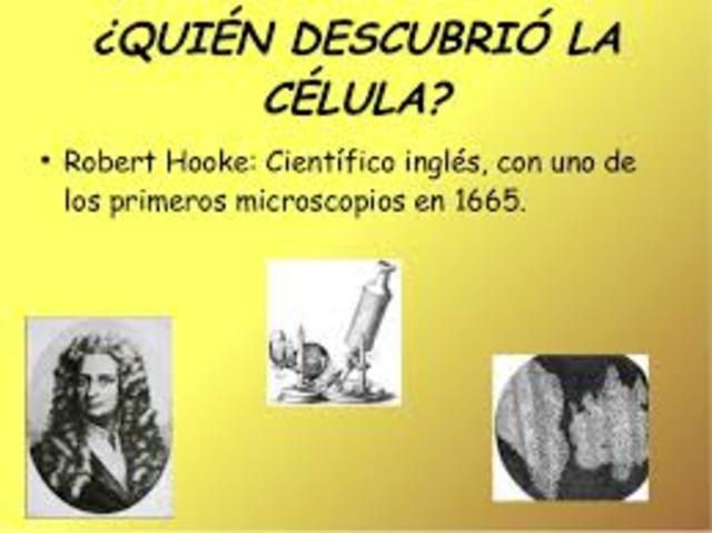 1665. El concepto de célula (Robert Hooke)