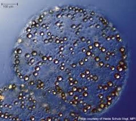 se descubre la bacteria gigante Thiomargarita namibiensis