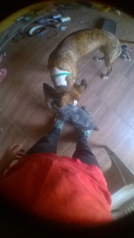 I bought two dosg in this year