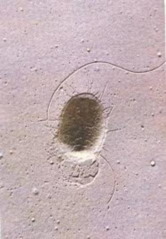 LEEUWENHOEK OBSERVO POR PRIMERA VEZ UNA BACTERIA