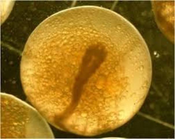 SE DECUBRE ADN EN ESPERMA DE TRUCHA