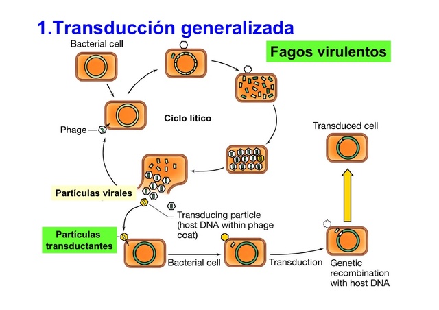 Fenómeno de la transducción generalizada.
