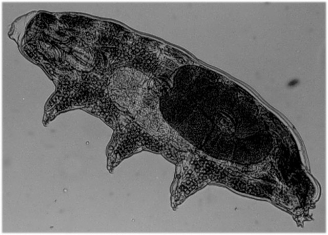 bacterias o "animálculos".