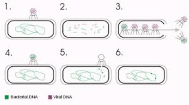 ZINDER Y LEDERBERG DESCUBRIERON EL FENÓMENO DE LA TRANSDUCCIÓN GENERALIZADA.