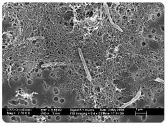 DESCUBREN BACTERIA A 2500M DE PROFUNDIDAD