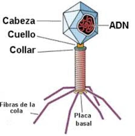Friederich Miescher descubre el DNA (ácido nucleico) en el esperma de trucha.