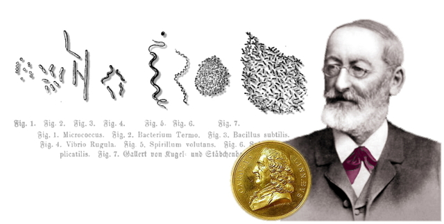 COHN FERDINAND JULIUS