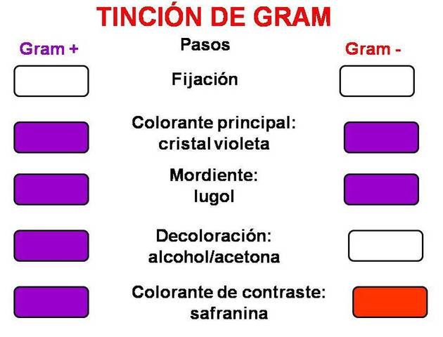 Desarrollo de la tinción de Gram.