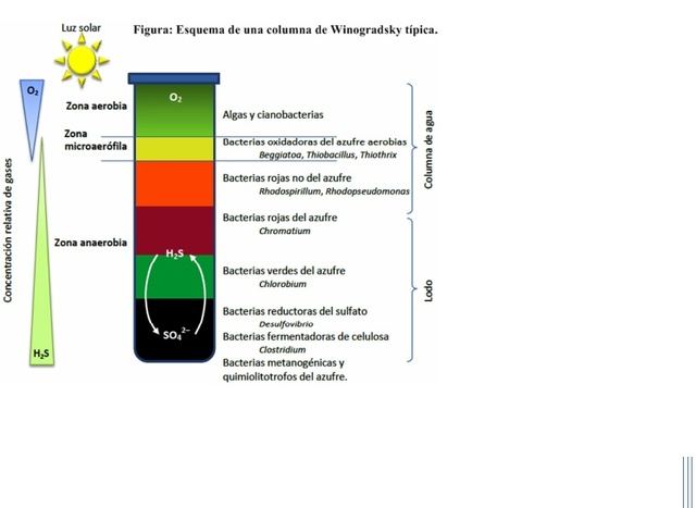 Serguéi Winogradski estudia las bacterias del azufre y las bacterias nitrificantes.