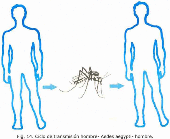 Walter Reed confirma que la fiebre amarilla es transmitida por mosquitos, hecho previamente observado por Carlos Finlay en 1881.