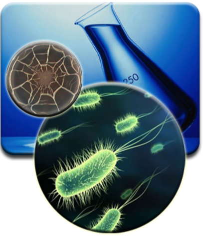 Howard Taylor Ricketts demuestra que la fiebre de las Montañas Rocosas es transmitida por garrapatas, y aisló el microorganismo causante de la enfermedad (que él llamó rickettsia). Falleció por esa enfermedad.