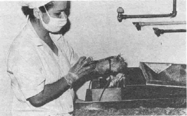 Salmon y Smith (1886) perfeccionaron los métodos serológicos de Pasteur, lo que les permitió producir y conservar más fácilmente sueros tipificados contra la peste porcina.