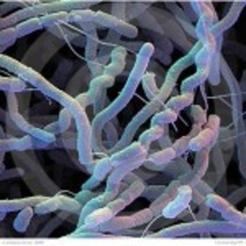 Albert Schatz aísla la estreptomicina de un cultivo de Streptomyces griseus. Su jefe, Selman Waksman, se apodera del descubrimiento y gana el premio Nobel de Medicina de 1952.