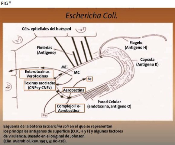 Joshua Lederberg y Edward Lawrie Tatum demuestran la existencia de conjugación en Escherichia coli.
