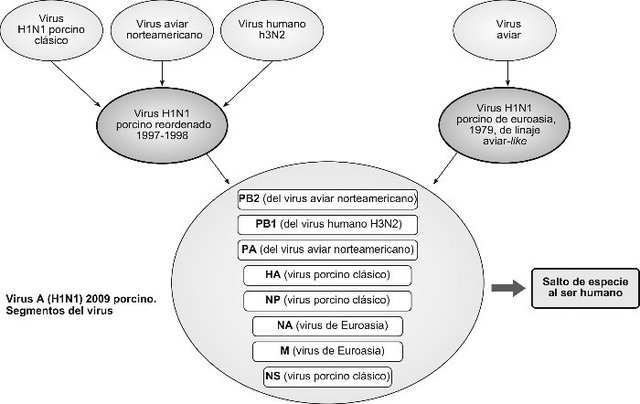 caracterización "in vivo" e "in vitro" del virus H1N1