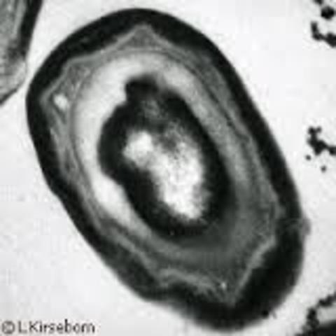 Descubrimiento de las endoesporas