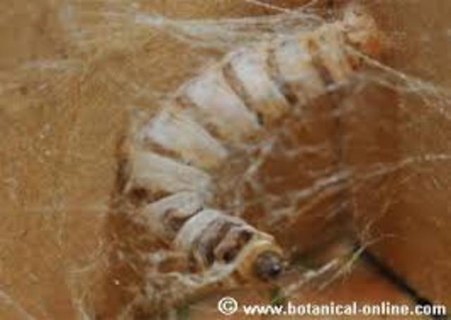 Enfermedad del gusano de seda producid hongo. Agostino Bassi