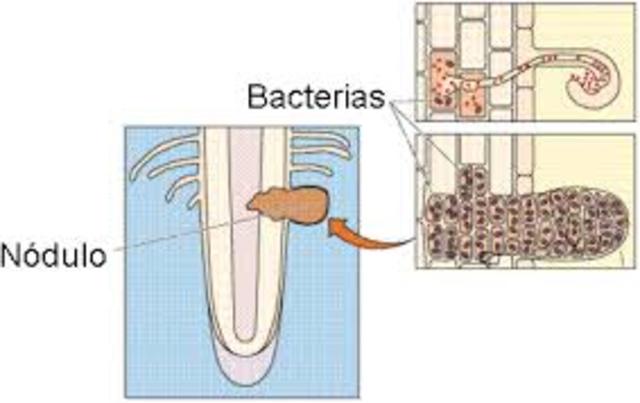 AILA BACTERIAS FIJADORAS DE NITROGENO