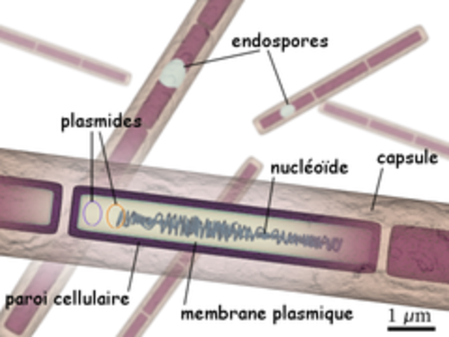carbunco o ántrax es causad por Bacillus anthracis. Robert Koch