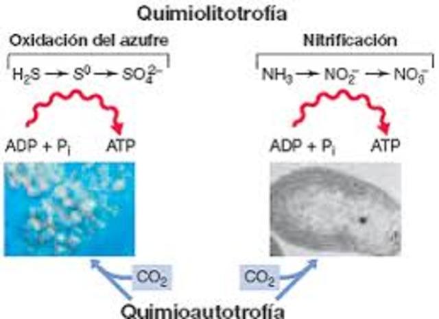 Sergei Winogradsky (quimiolitotrofía)