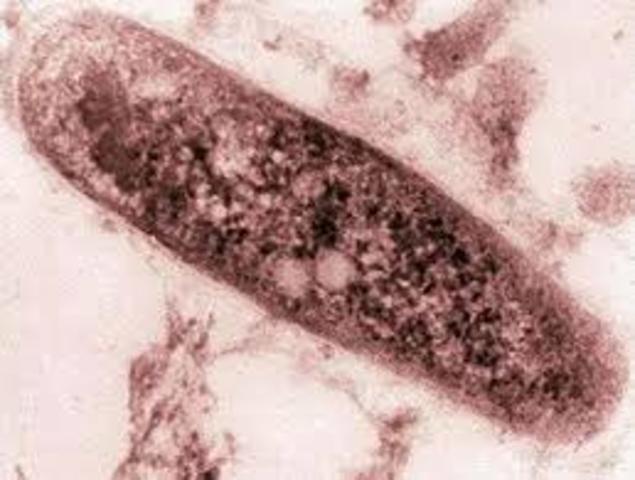 Descubre el Mycobacterium tuberculosis.  Robert Koch