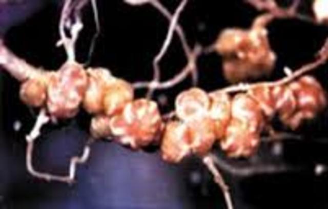 bacterias fijadoras de nitrógeno de los nódulos.  Beijerinck